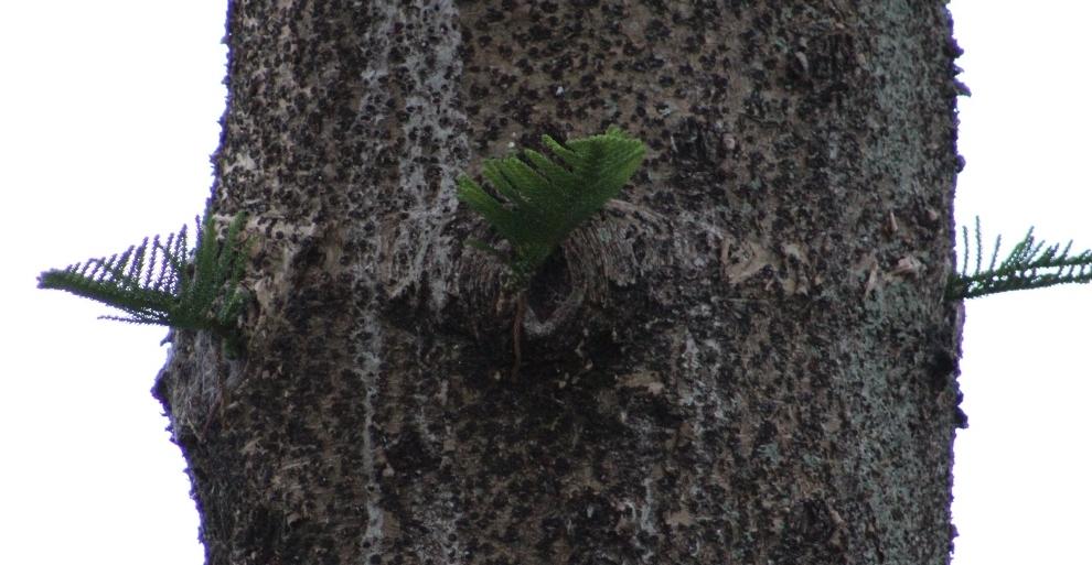 Pittwater Online News